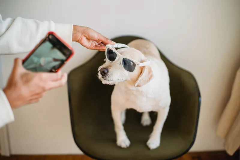 This Golden Retriever Has a Sponsorship Deal and You Have Student Loans: A Career Counseling Session